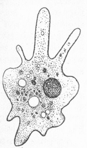 Amoeba