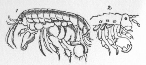 Amphipoda