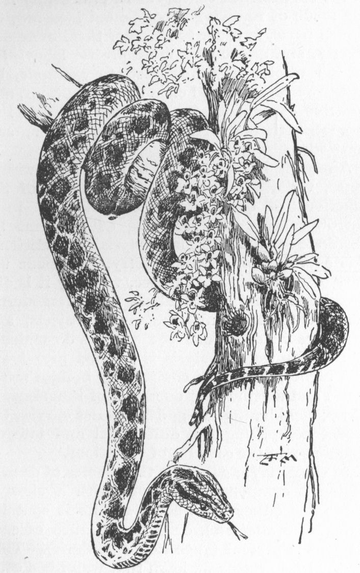 Anaconda