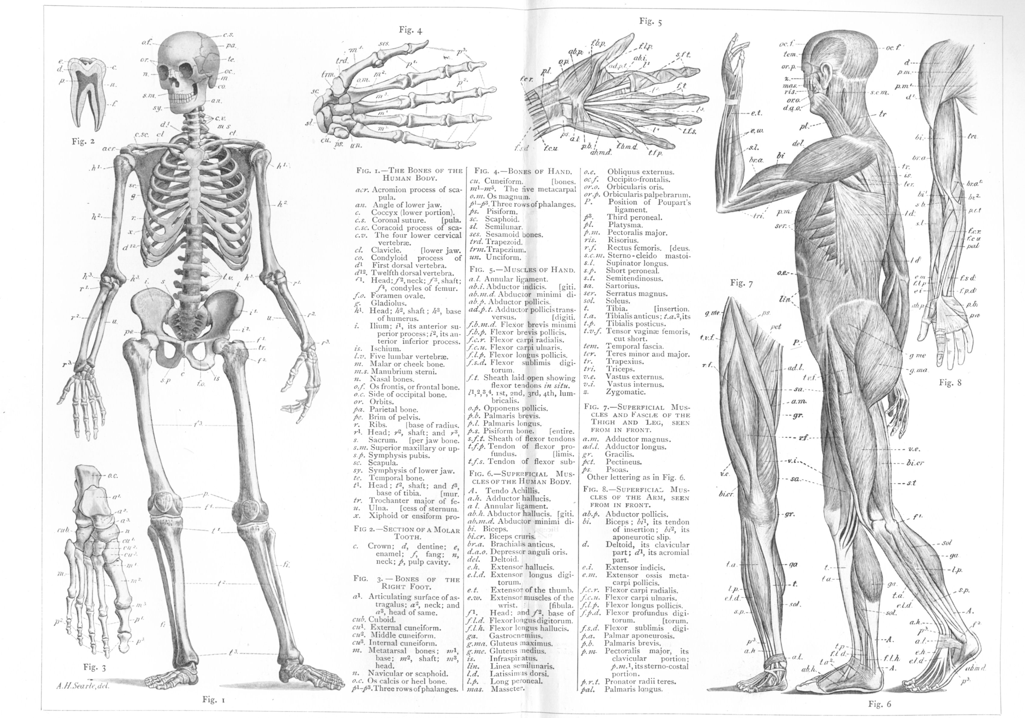 Anatomy