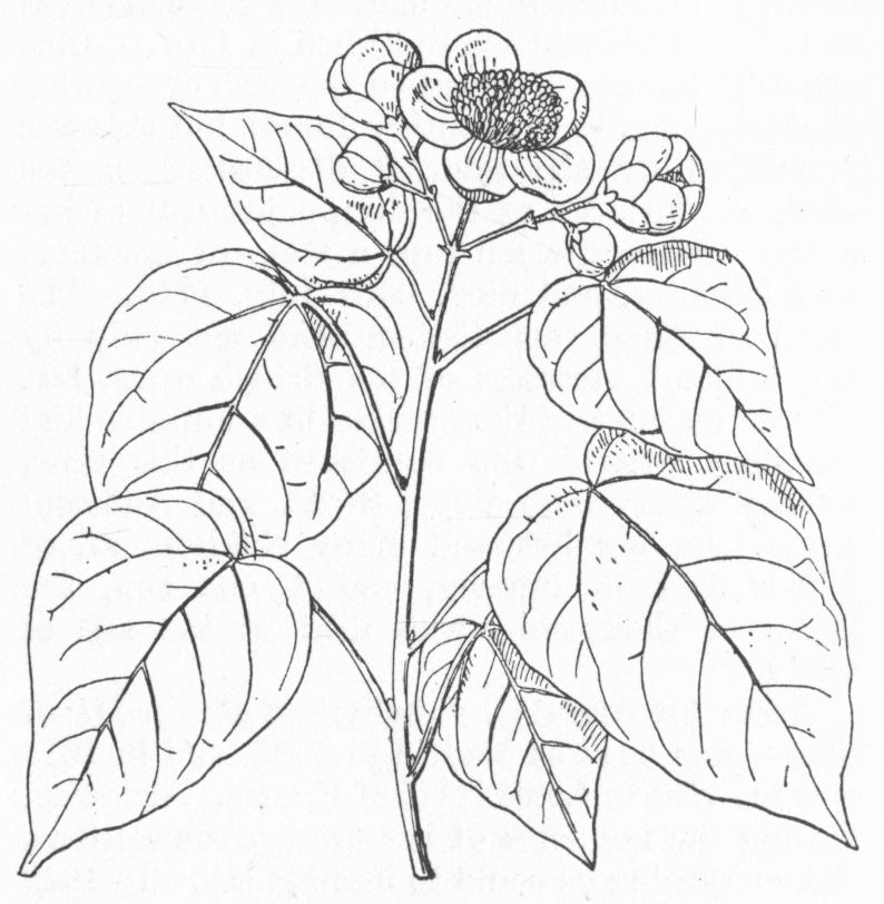 Annatto