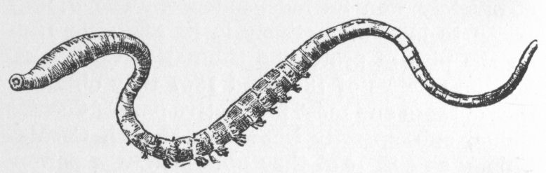 Lobworm