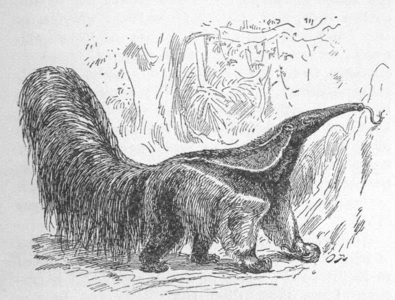 Ant-eater
