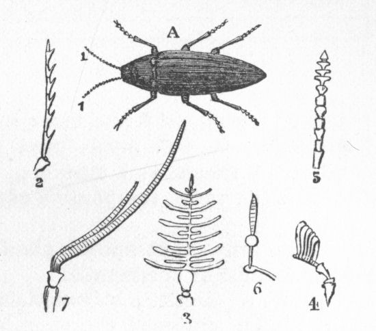 Antennae