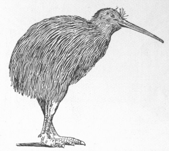 Apteryx