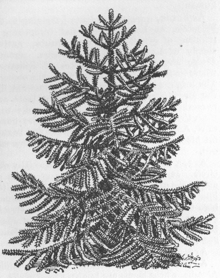 Araucaria