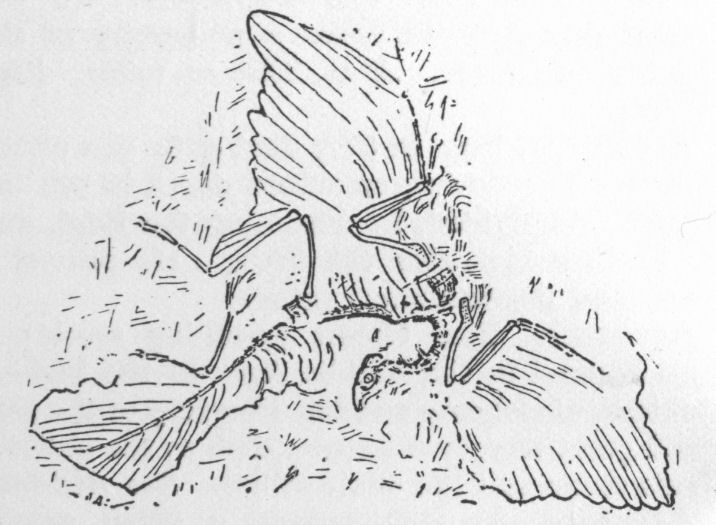 Archopteryx