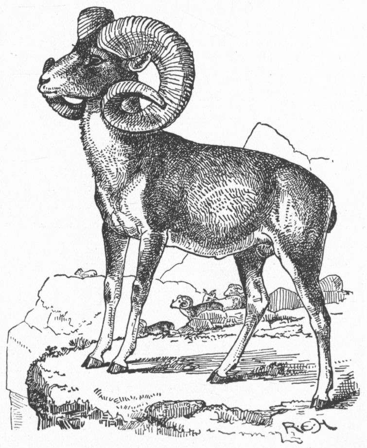 Argali