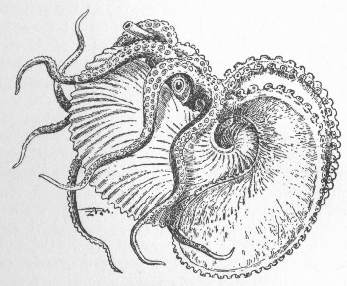 Argonaut