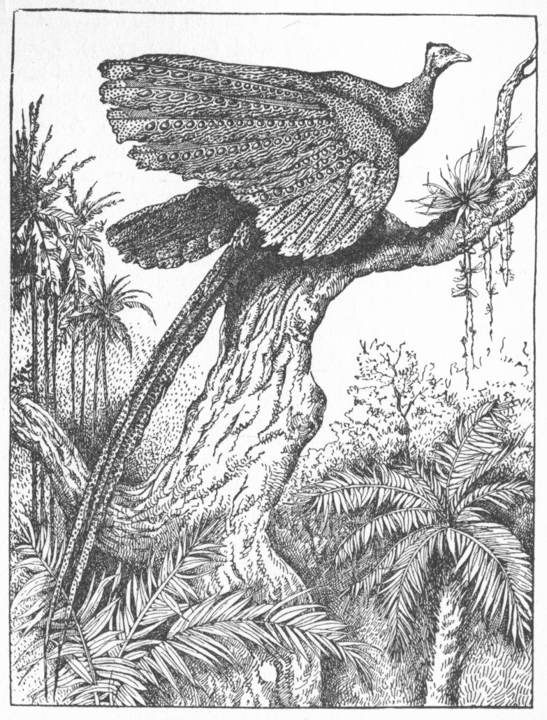Argus-pheasant