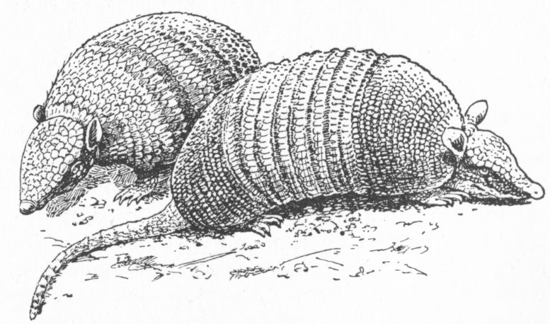 Armadillos
