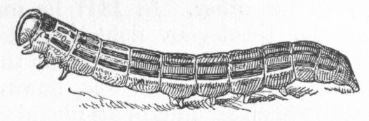 Army Worm