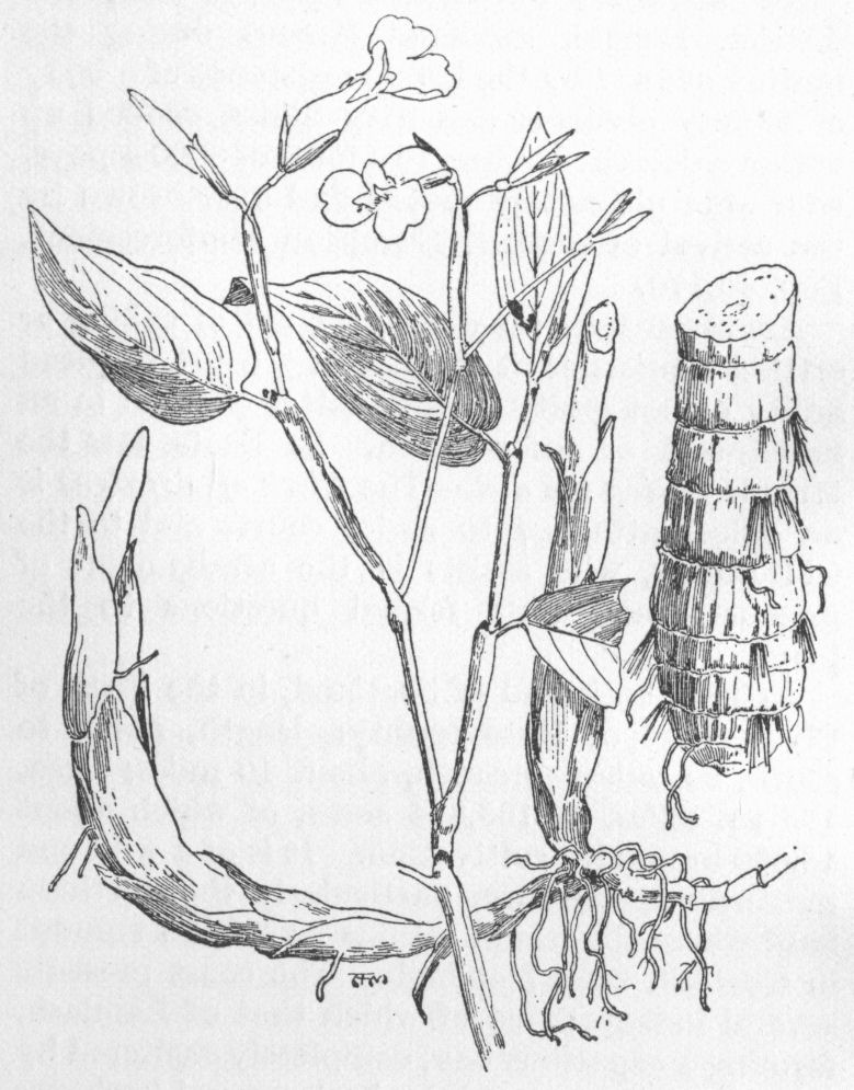 Arrow-root