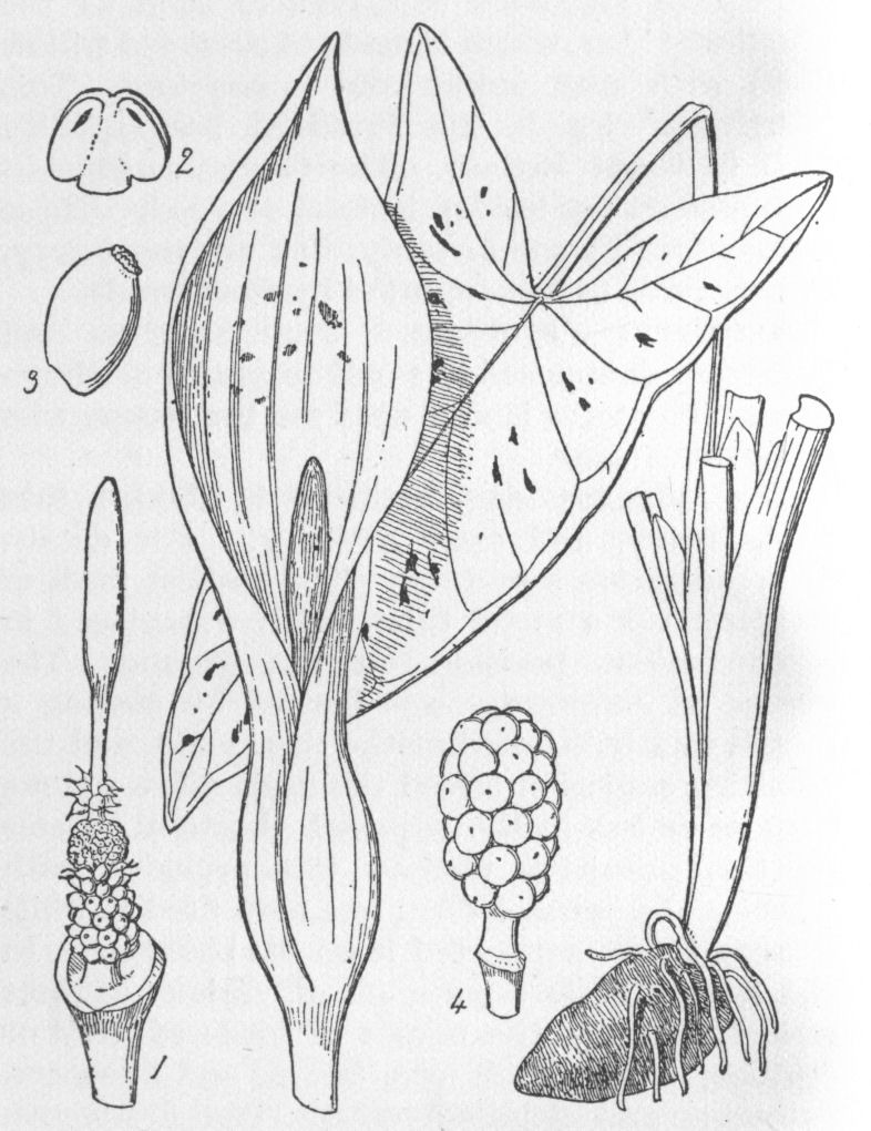 Arum
