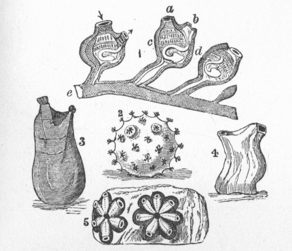 Ascidians