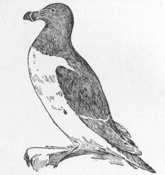 Auk - Razor-bill