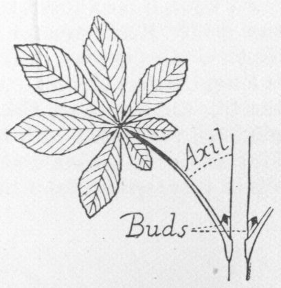 Axil