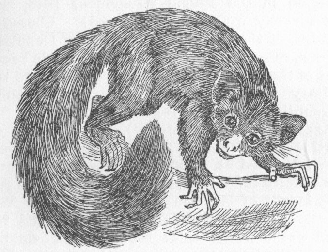 Aye-aye