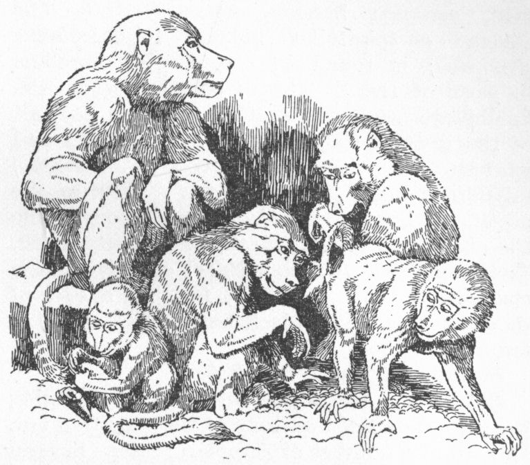 Baboons