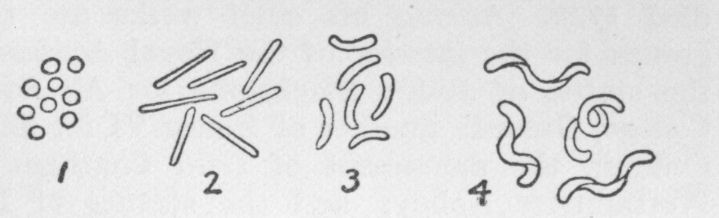 Bacteria