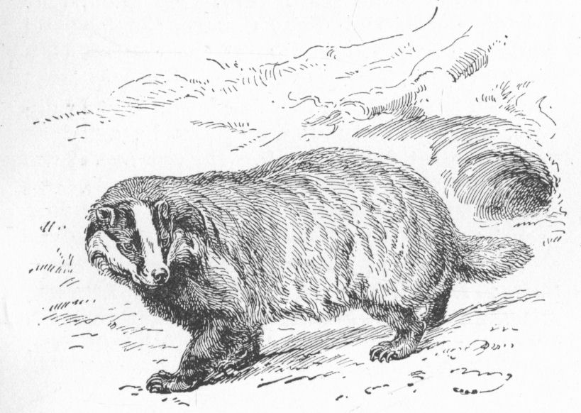 Badger