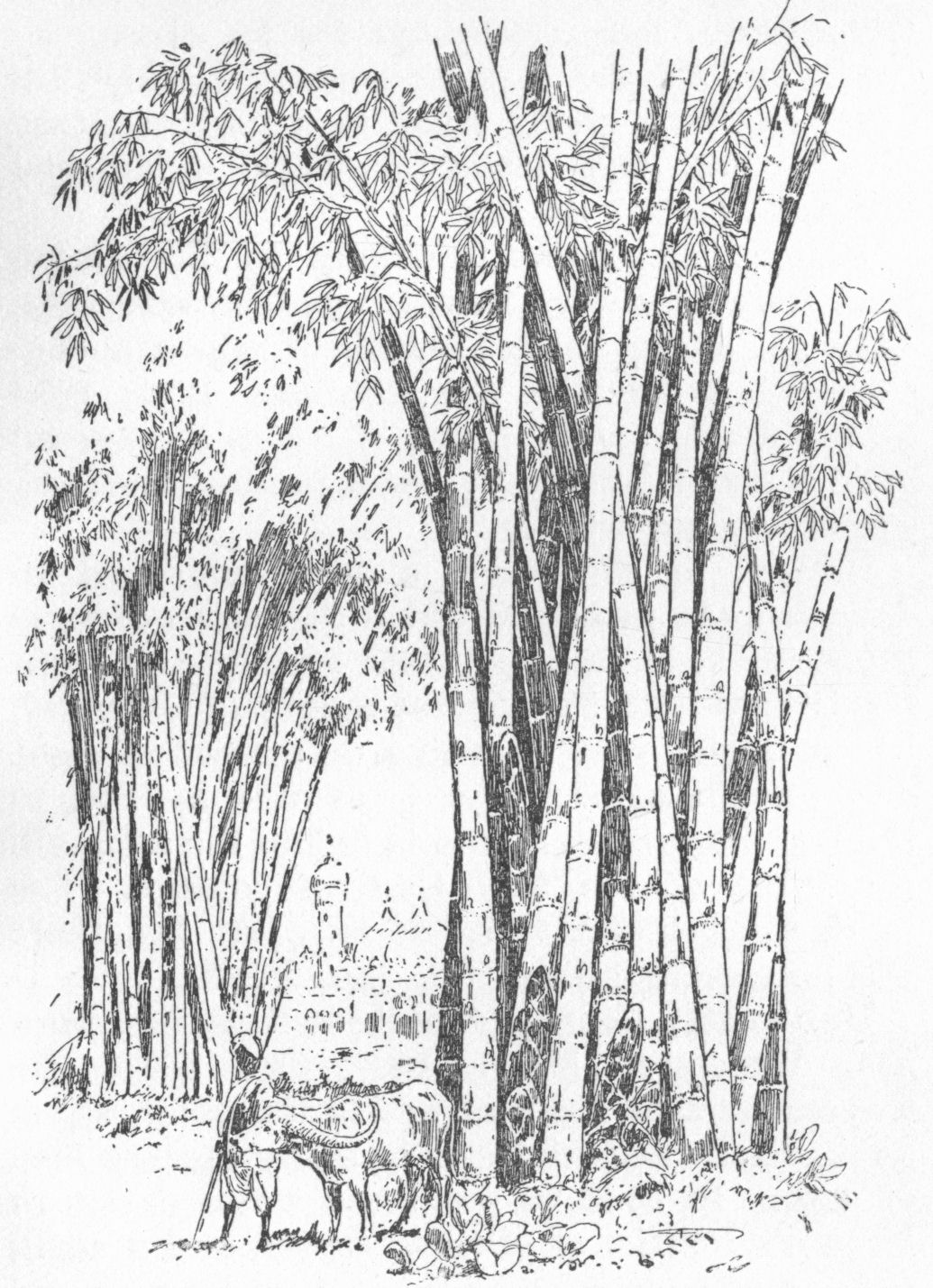 Bamboo