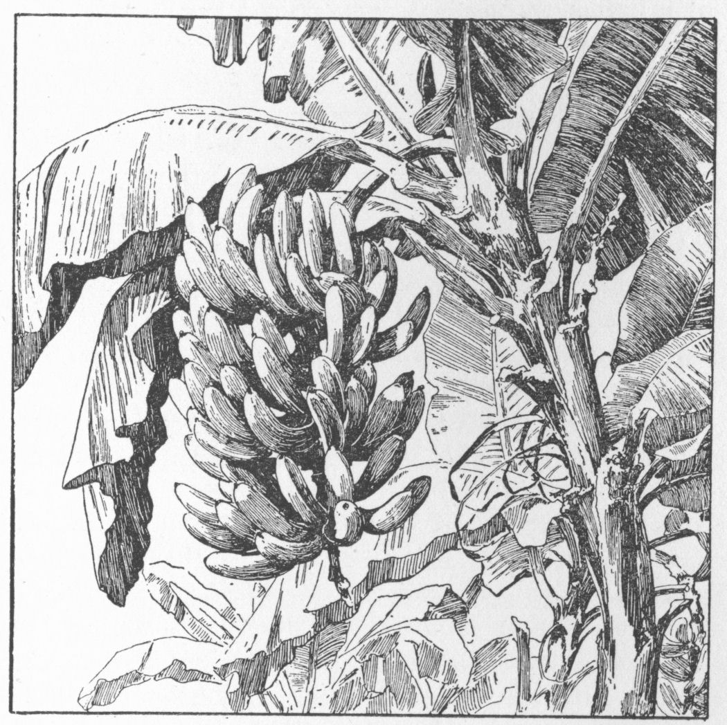 Banana