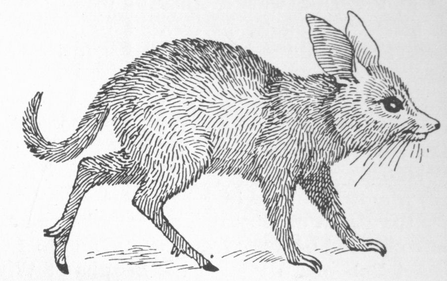 Bandicoot