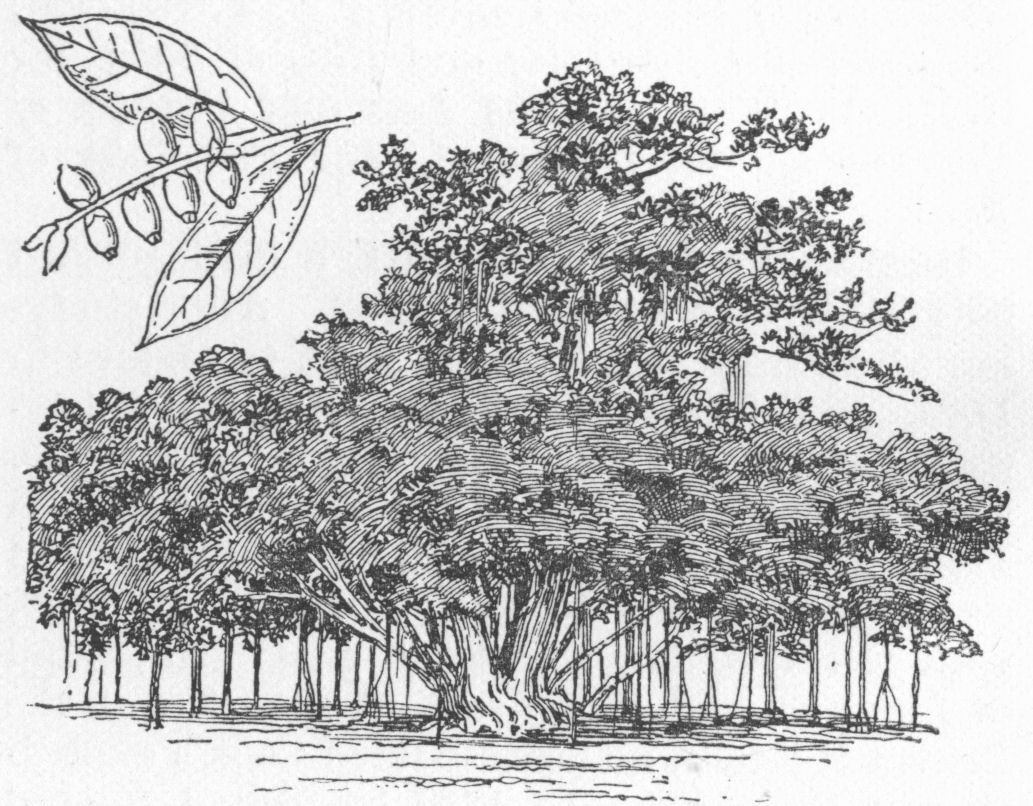 Banyan