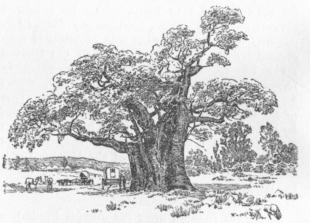Baobab