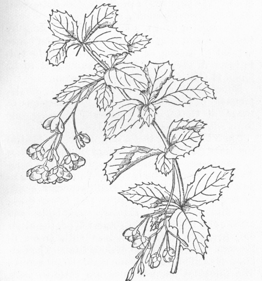 Barberry