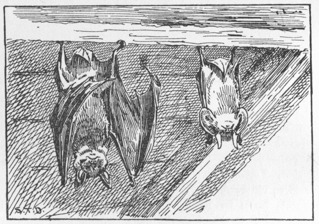 Bats