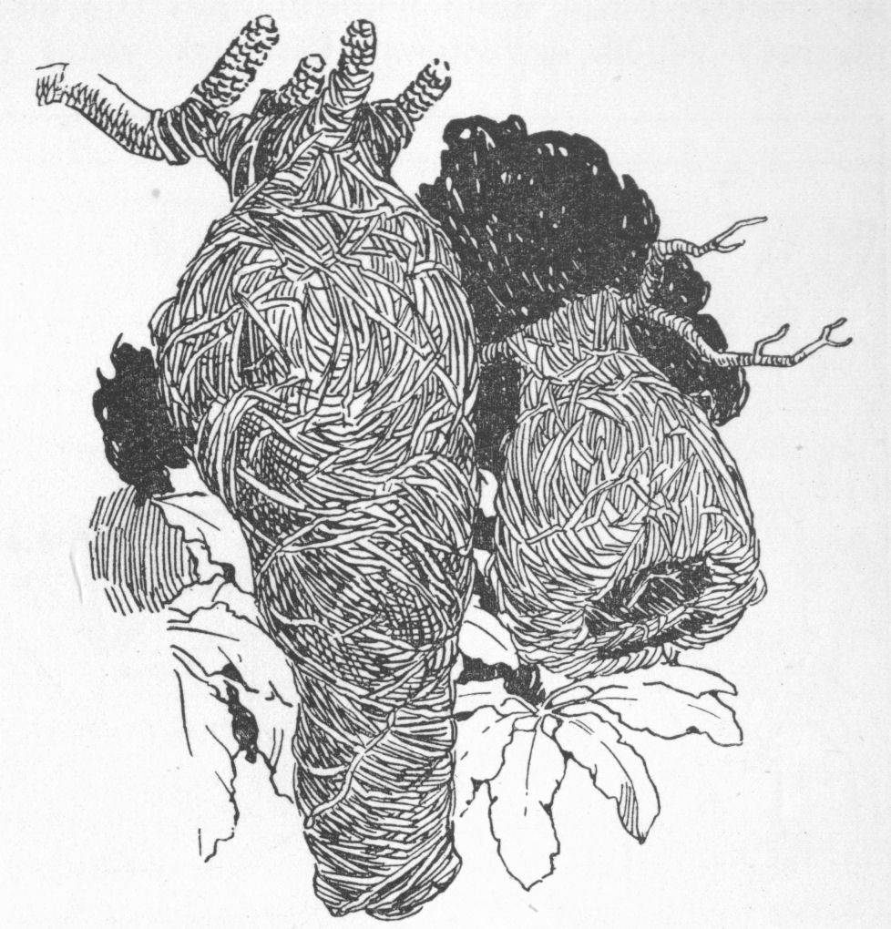 Nests of Baya