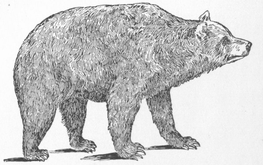 Brown or Black Bear
