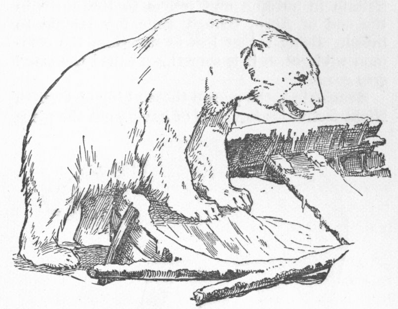 Polar Bear