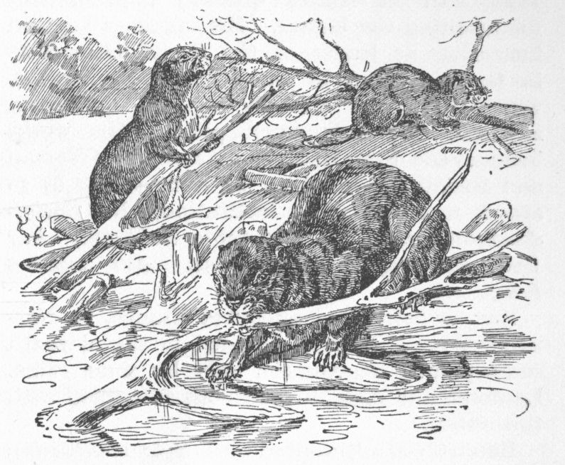 Beavers