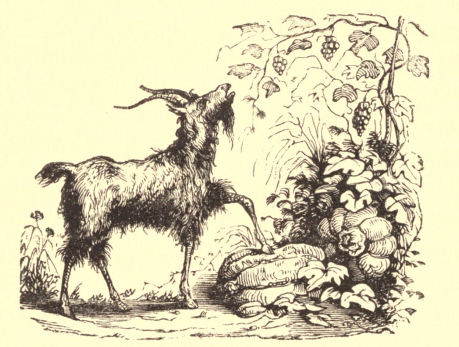 Goat eating a Vine