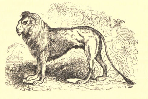A Lion
