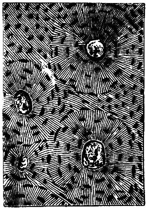 Fig. 2.--Structure of bone enlarged