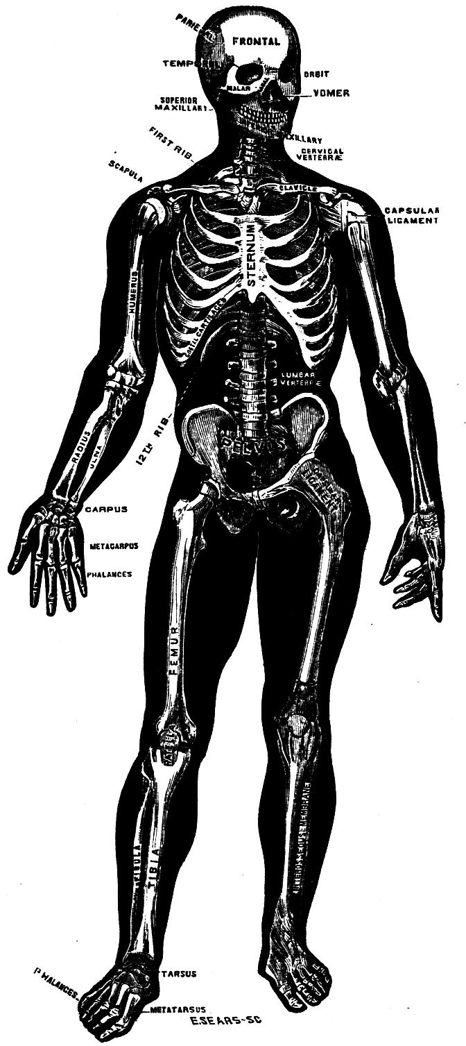 Fig. 3.--The Skeleton