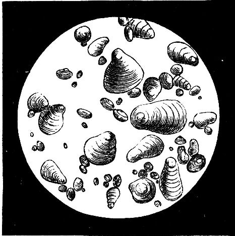 Fig. 15.--Granules of Potato Starch.