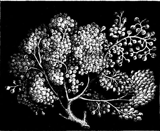 Fig. 20.--Structure of a Salivary Gland.