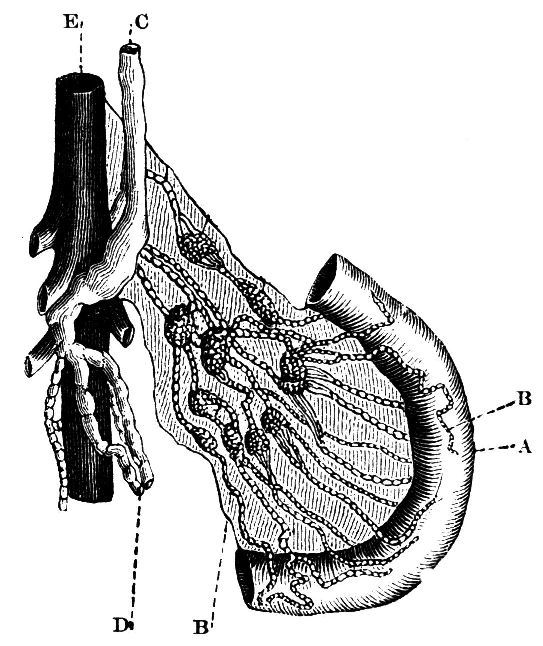 Fig. 24.--The Lacteals.