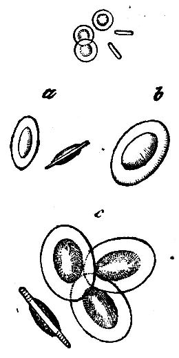 Fig. 26.--Corpuslces.