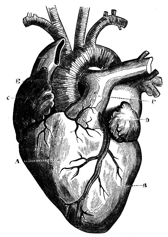 Fig. 28.--The Heart and Large Vessels.