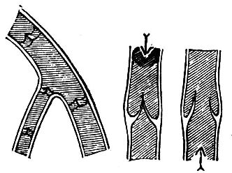 Fig. 31.--The Valves of the Veins.