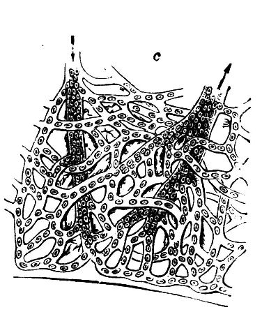 Fig. 33.--Margin of Frog's Web