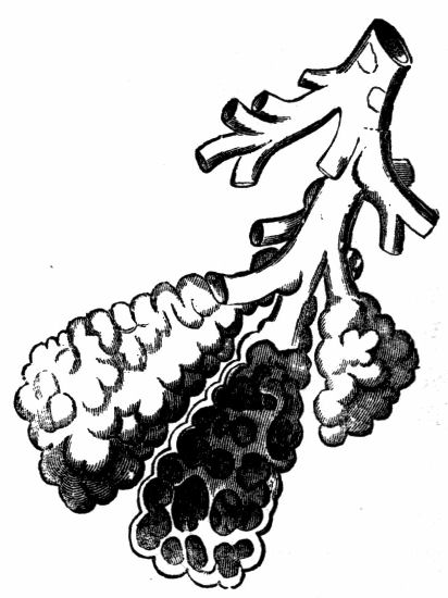 Fig. 36.--Diagram and Section of the Air-cells.