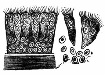 Fig. 39.--Ciliated Cells.