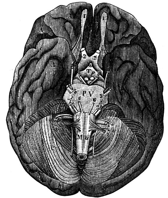 Fig. 43.--The Base of the Brain.